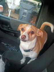 Lost Female Dog last seen Dartmouth and High St , Denver, CO 80210