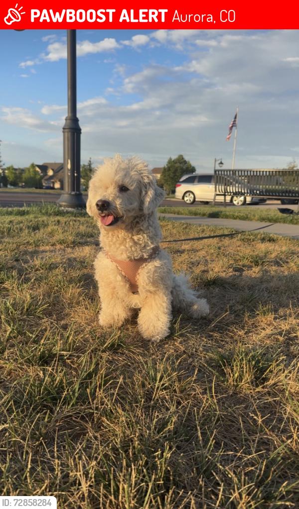 Lost Male Dog last seen E Third place & Irvington St, Aurora, CO 80018