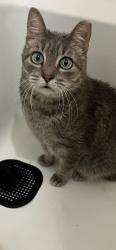 Lost Male Cat last seen Brookside Dr & Bentgrass Wy, Lakewood Ranch, FL 34211