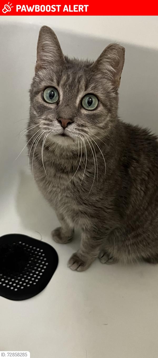 Lost Male Cat last seen Brookside Dr & Bentgrass Wy, Lakewood Ranch, FL 34211