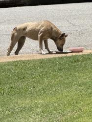 Found/Stray Female Dog last seen Augusta circle elementary , Greenville, SC 29605