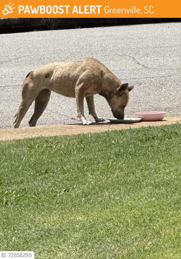 Found/Stray Female Dog last seen Augusta circle elementary , Greenville, SC 29605