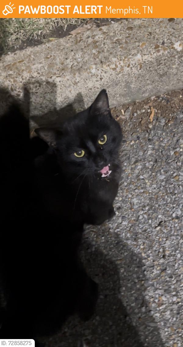 Found/Stray Unknown Cat last seen Apple Tree Center on Mt Moriah & Ridgeway, Memphis, TN 38115