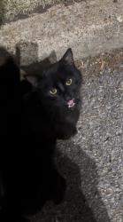 Found/Stray Unknown Cat last seen Apple Tree Center on Mt Moriah & Ridgeway, Memphis, TN 38115
