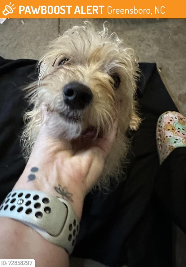 Found/Stray Male Dog last seen Quail Oaks Drive, Greensboro, NC 27405