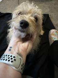 Found/Stray Male Dog last seen Quail Oaks Drive, Greensboro, NC 27405