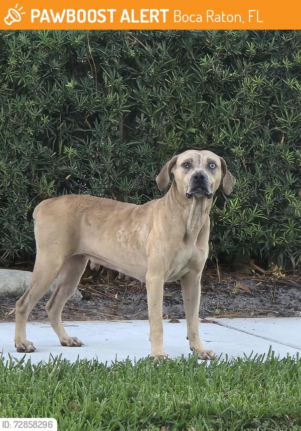 Found/Stray Female Dog last seen Potomac entrance to New Floresta, ran further into neighborhood , Boca Raton, FL 33434