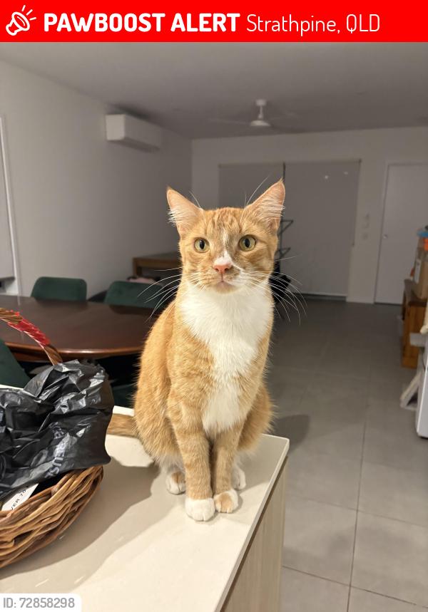 Lost Male Cat last seen Palmer parade / Elliot St near where the 2 horses are, Strathpine, QLD 4500