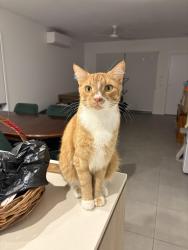 Lost Male Cat last seen Palmer parade / Elliot St near where the 2 horses are, Strathpine, QLD 4500