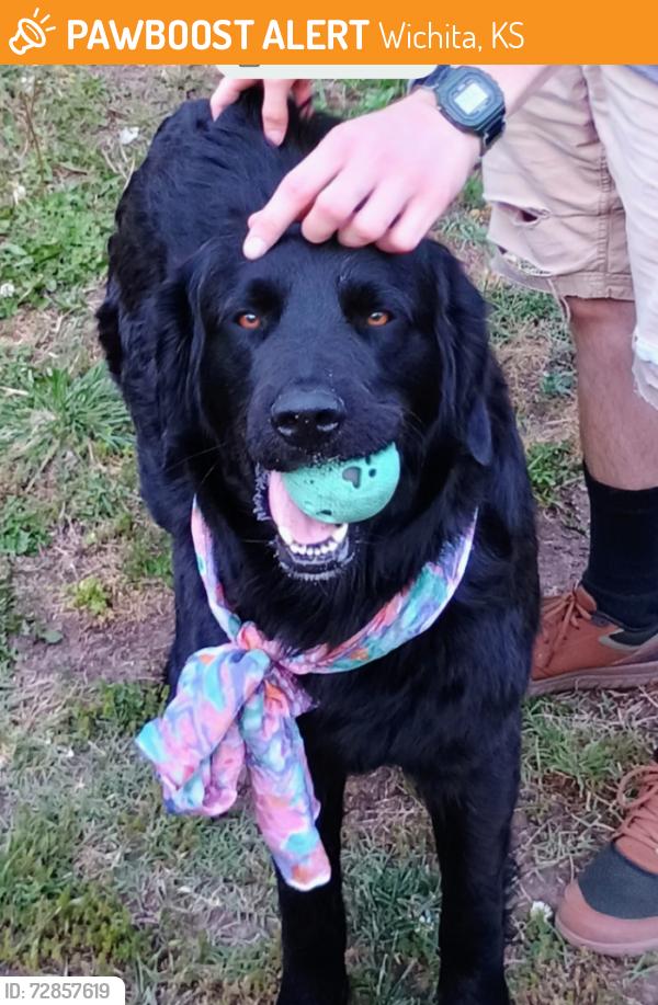 Found/Stray Unknown Dog last seen Seneca and Harry Wichita ks, Wichita, KS 67213