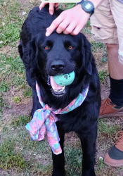Found/Stray Unknown Dog last seen Seneca and Harry Wichita ks, Wichita, KS 67213
