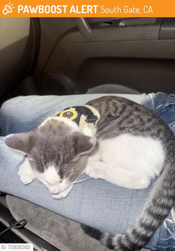 Found/Stray Female Cat last seen Tweedy blvd, South Gate, CA 90280