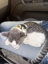 Found/Stray Female Cat last seen Tweedy blvd, South Gate, CA 90280