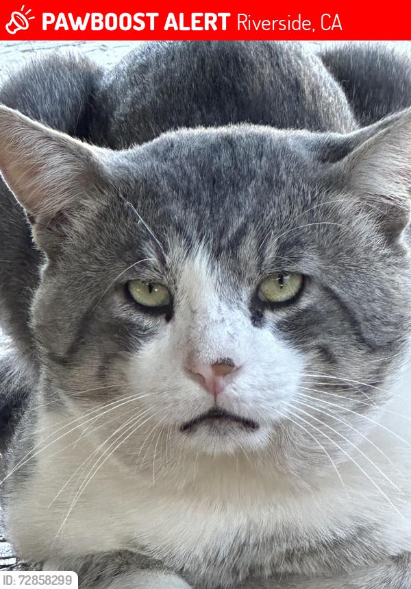 Lost Male Cat last seen Pyrite and Jurupa, Jurupa Valley, CA 92509