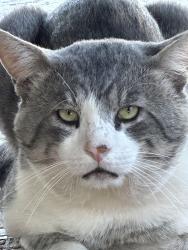 Lost Male Cat last seen Pyrite and Jurupa, Jurupa Valley, CA 92509