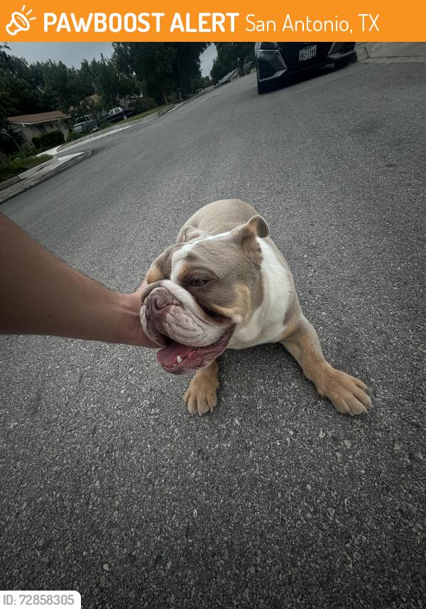 Found/Stray Male Dog last seen Brocks gap , San Antonio, TX 78230