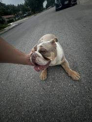 Found/Stray Male Dog last seen Brocks gap , San Antonio, TX 78230