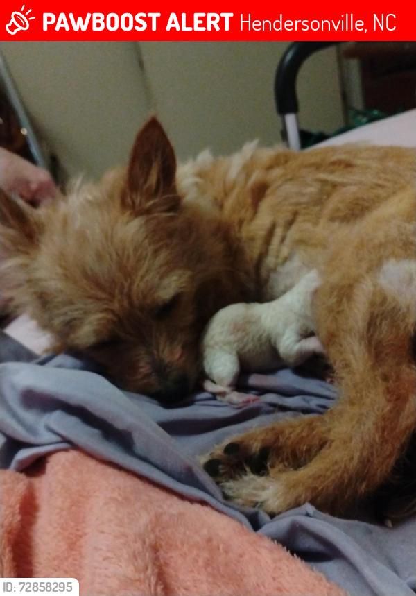 Lost Female Dog last seen Near fruitland road Hendersonville nc 28792, Hendersonville, NC 28792