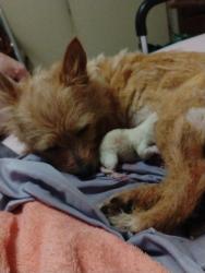 Lost Female Dog last seen Near fruitland road Hendersonville nc 28792, Hendersonville, NC 28792