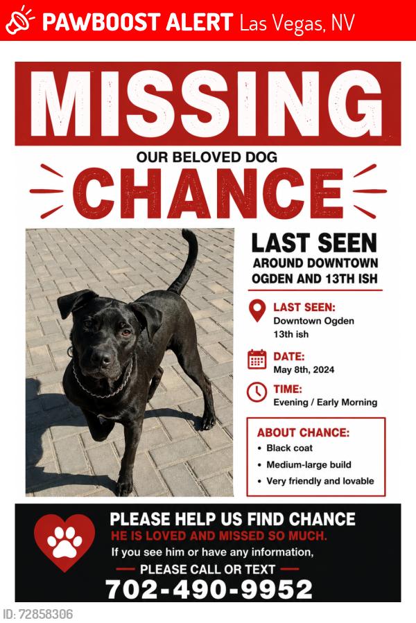 Lost Male Dog last seen 13th and Ogden , Las Vegas, NV 89101