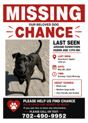 Lost Male Dog last seen 13th and Ogden , Las Vegas, NV 89101