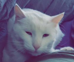 Lost Male Cat last seen Enchanted Hills blvd and bismark hills , Rio Rancho, NM 87144