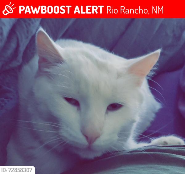Lost Male Cat last seen Enchanted Hills blvd and bismark hills , Rio Rancho, NM 87144