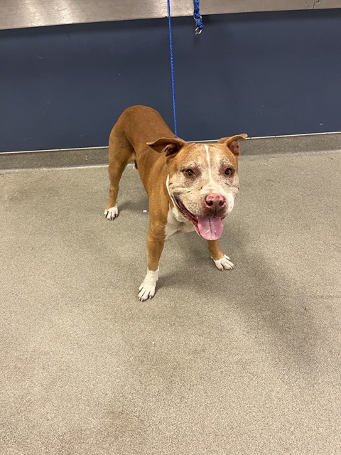 Shelter Stray Male Dog last seen Near BLOCK NW 207 DR, Doral, FL 33122