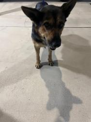 Shelter Stray Female Dog last seen Near BLOCK W 16 AVE, Doral, FL 33122