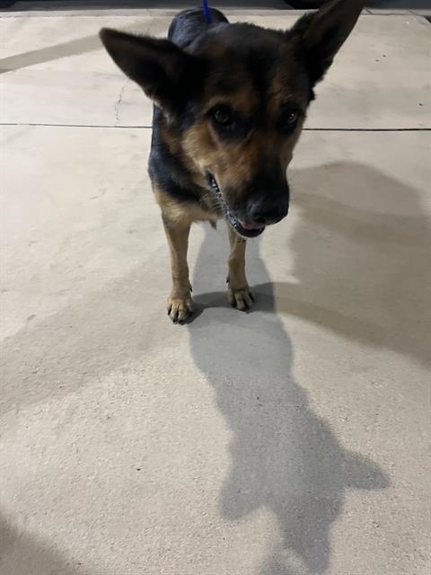 Shelter Stray Female Dog last seen Near BLOCK W 16 AVE, Doral, FL 33122