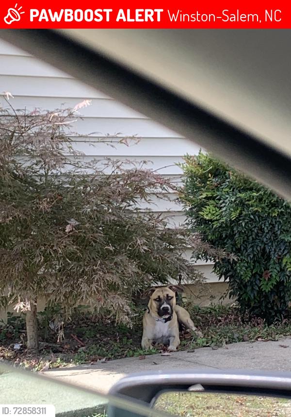 Lost Female Dog last seen S main st , Winston-Salem, NC 27107