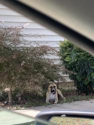Lost Female Dog last seen S main st , Winston-Salem, NC 27107