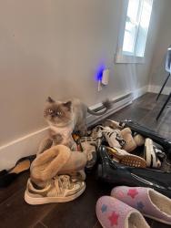 Lost Male Cat last seen Mechanic and main street, Phoenix, NY 13135