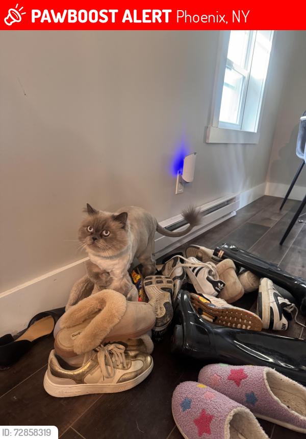 Lost Male Cat last seen Mechanic and main street, Phoenix, NY 13135
