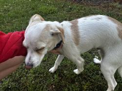 Found/Stray Male Dog last seen Near tarboro rd intersection, Youngsville, NC 27596