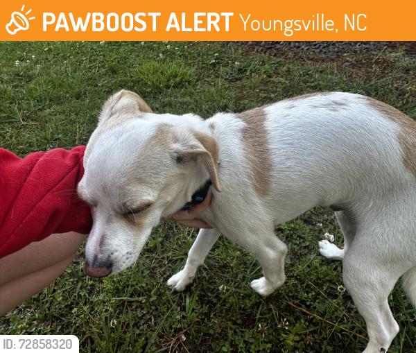 Found/Stray Male Dog last seen Near tarboro rd intersection, Youngsville, NC 27596