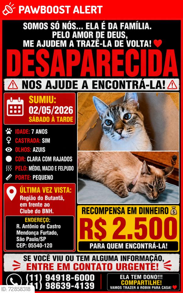 Lost Female Cat last seen Rua Antônio De Castro Mendonça Furtado, Conjunto Residencial Butanta, SP 05540-120
