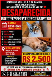 Lost Female Cat last seen Rua Antônio De Castro Mendonça Furtado, Conjunto Residencial Butanta, SP 05540-120