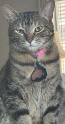 Reunited Female Cat last seen Cross bend , Princeton, TX 75407