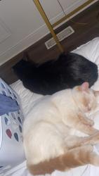 Lost Male Cat last seen Near Southridge Dr there’s a caseys near, Lexington, KY 40505