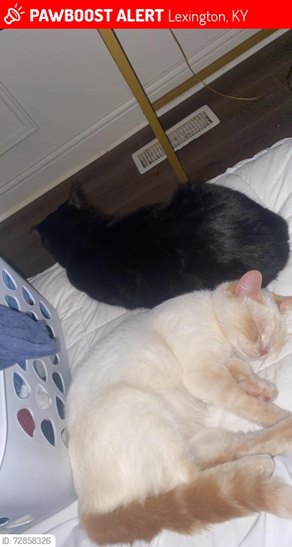 Lost Male Cat last seen Near Southridge Dr there’s a caseys near, Lexington, KY 40505