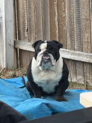 Reunited Male Dog last seen Bowman Robert’s , Fort Worth, TX 76179