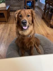 Lost Male Dog last seen New Town Road Watertown Tn, Watertown, TN 37184