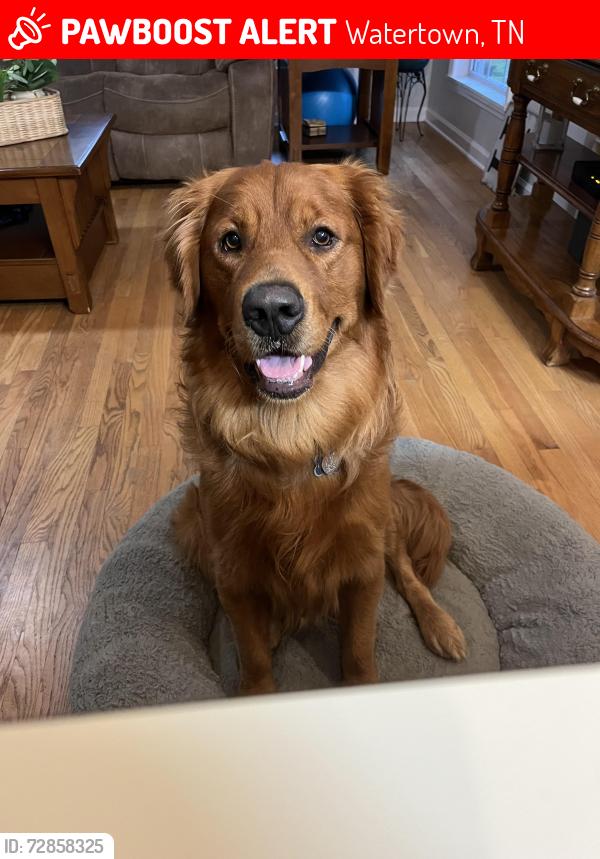 Lost Male Dog last seen New Town Road Watertown Tn, Watertown, TN 37184
