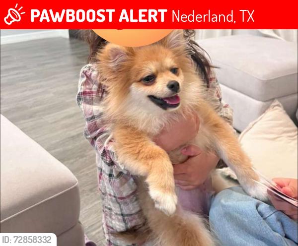Lost Male Dog last seen Near to Langham Elementary, Nederland, TX 77627