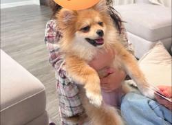 Lost Male Dog last seen Near to Langham Elementary, Nederland, TX 77627