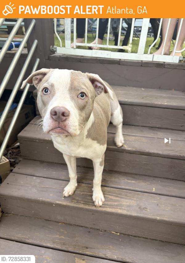 Found/Stray Female Dog last seen Cloverleaf drive and Tally Ho dr. (Gresham park) , Atlanta, GA 30316