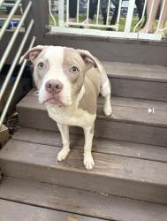Found/Stray Female Dog last seen Cloverleaf drive and Tally Ho dr. (Gresham park) , Atlanta, GA 30316