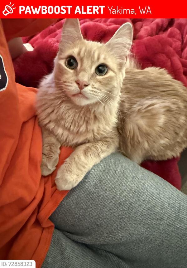 Lost Male Cat last seen Nob hill & 16th, Yakima, WA 98902