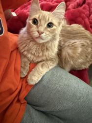 Lost Male Cat last seen Nob hill & 16th, Yakima, WA 98902